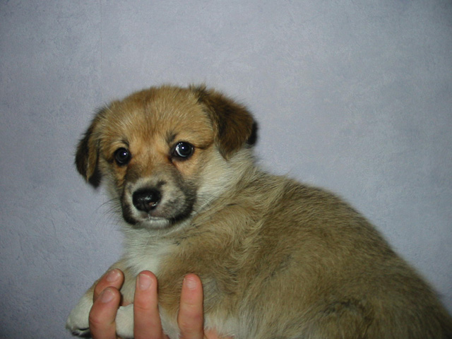 PUP